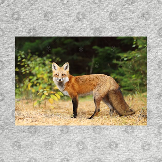 Young Red Fox - Algonquin Park by Jim Cumming